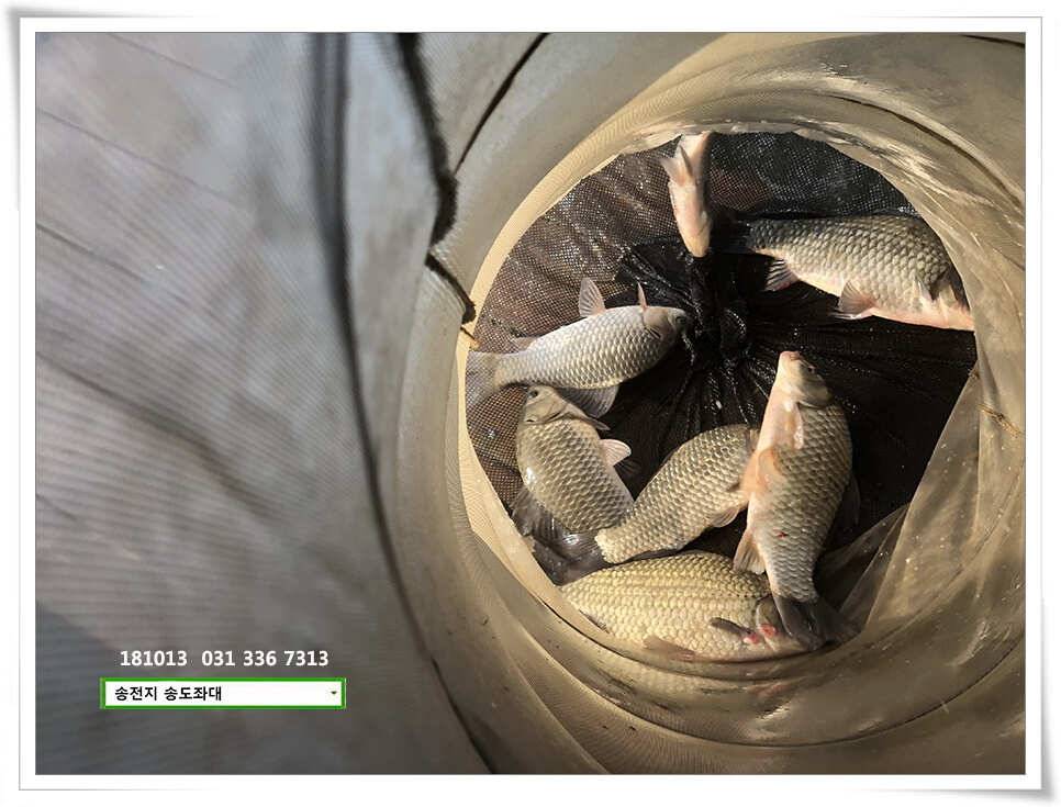 한 수 노리기 시전하는 김사장 (유료터정보 - 유료터점주조황)