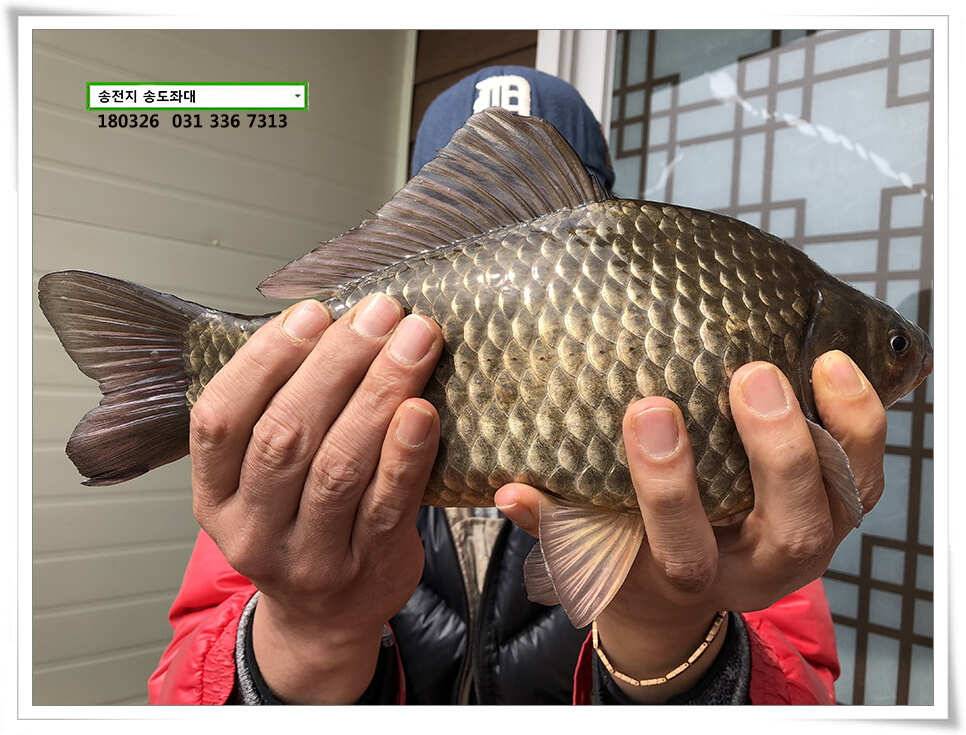 몸치레 준비중 송전지 송도집 좌대 조황 (유료터정보 - 유료터점주조황)