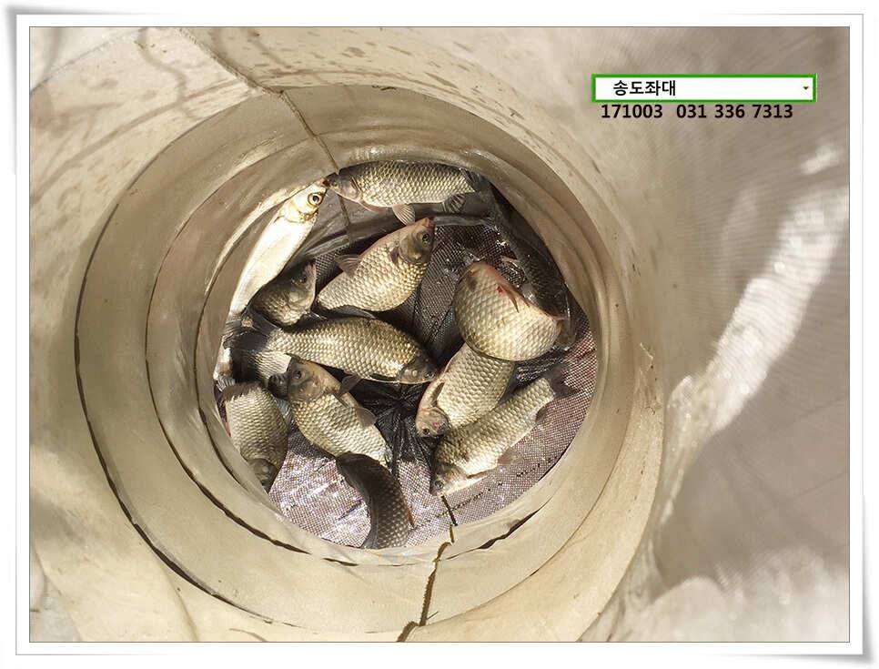 허리급 상면송전지 송도집 좌대 조황 (유료터정보 - 유료터점주조황)