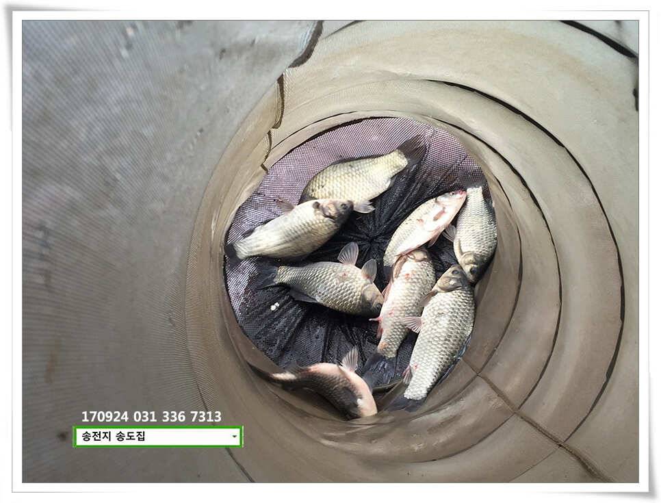 송전지 송도집 좌대 조황 (유료터정보 - 유료터점주조황)