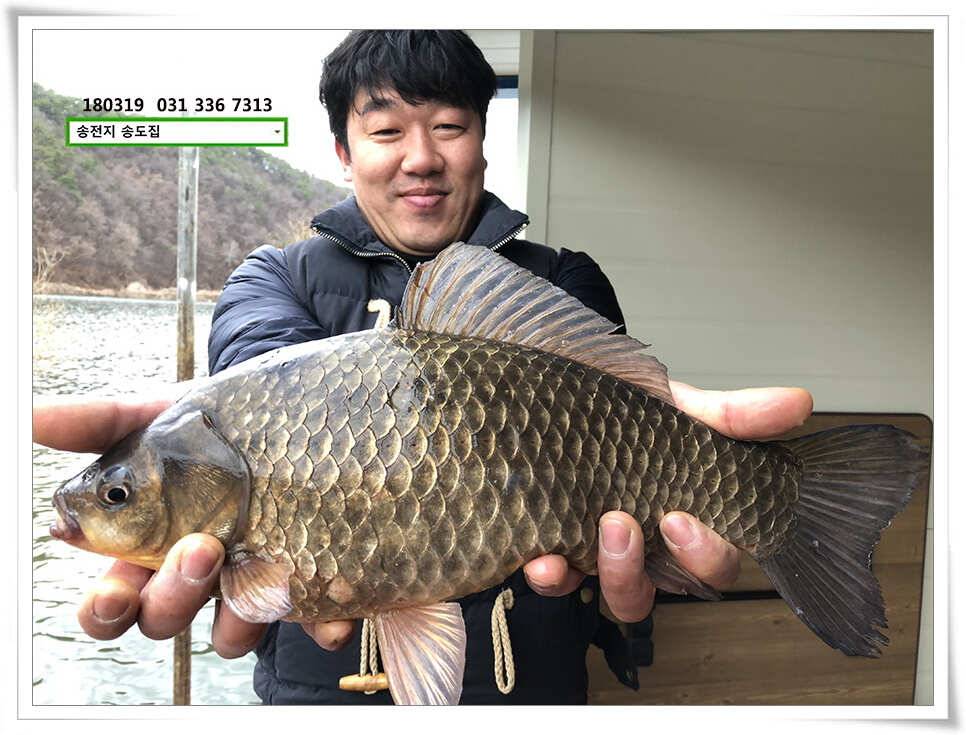 끄물끄물함에 대물 송전지 송도집 조황 (유료터정보 - 유료터점주조황)