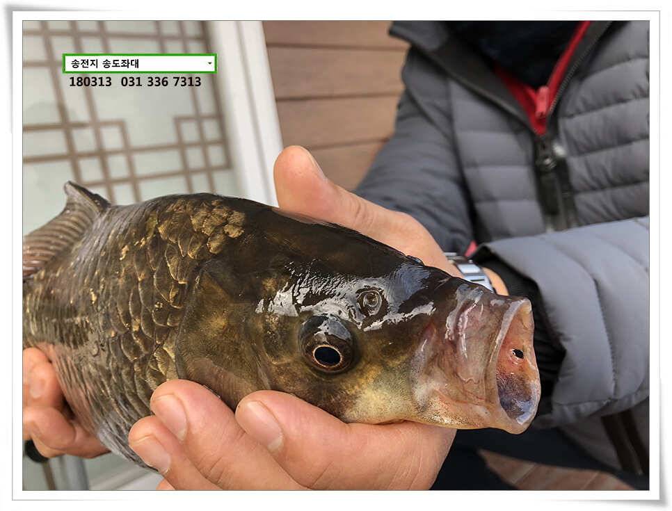 42cm 송전지 송도집 좌대 조황 (유료터정보 - 유료터점주조황)