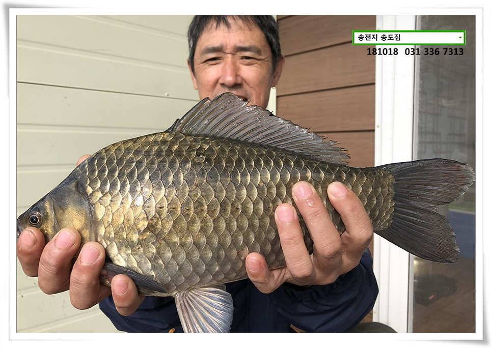 대물붕어 꼬시기송전지 송도집 조황 (유료터정보 - 유료터점주조황)
