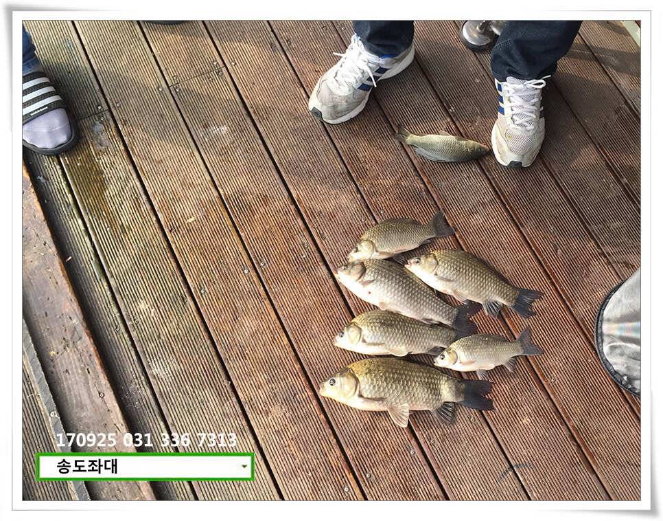 송전지 송도집 좌대 조황 (유료터정보 - 유료터점주조황)