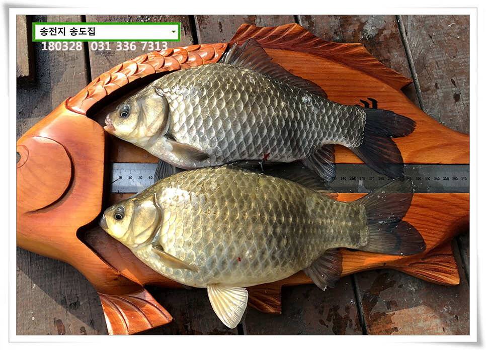 꽃피는 봄이 오면 송전지 송도집 조황 (유료터정보 - 유료터점주조황)