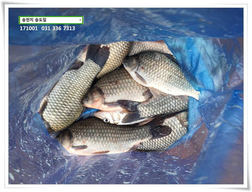 송전낚시터 송도좌대 조황 (유료터정보 - 유료터점주조황)