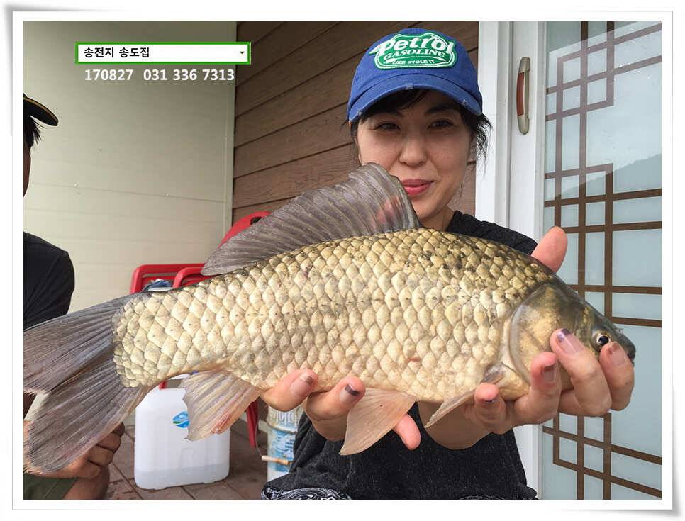 오랜만에 송도좌대 조황 (유료터정보 - 유료터점주조황)
