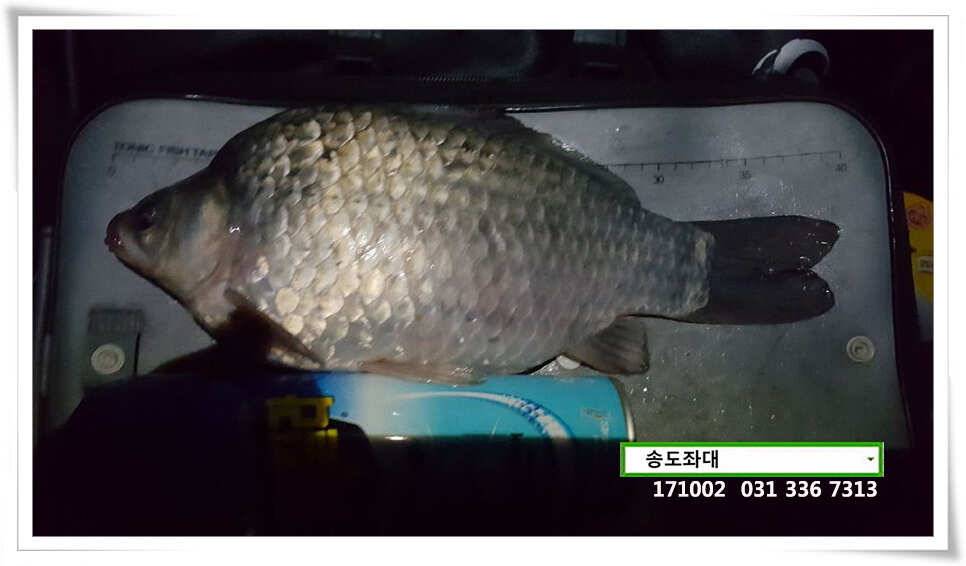 혹부리 4짜 대물시리즈송도좌대 조황 (유료터정보 - 유료터점주조황)