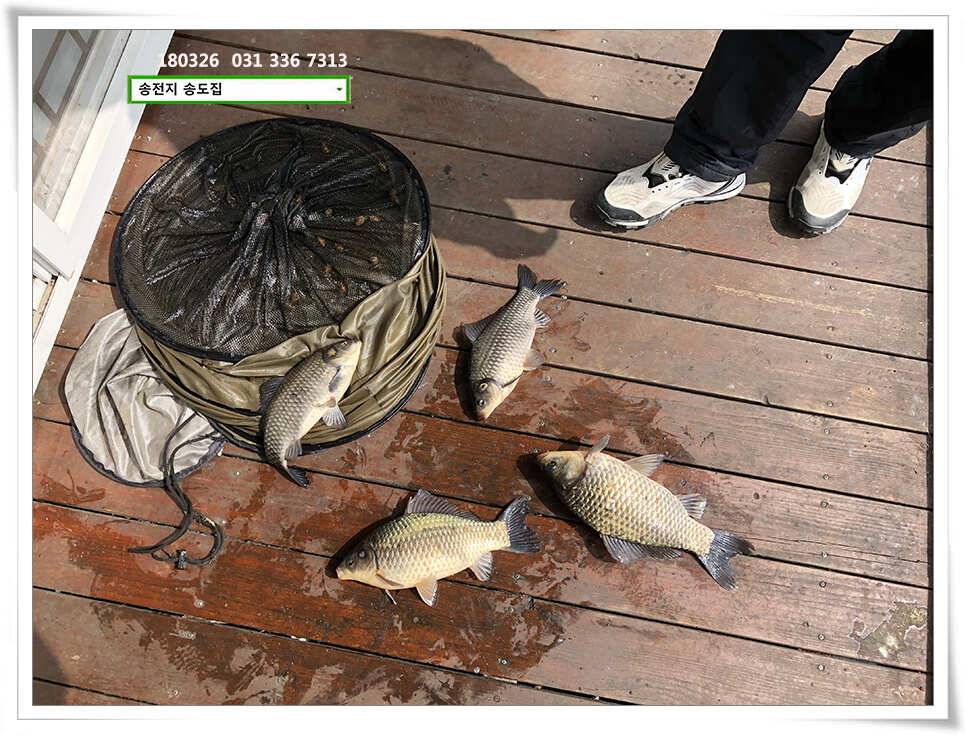 몸치레 준비중 송전지 송도집 좌대 조황 (유료터정보 - 유료터점주조황)
