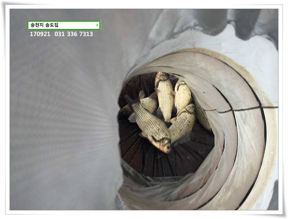 위치변경송전지 송도 좌대 조황 (유료터정보 - 유료터점주조황)