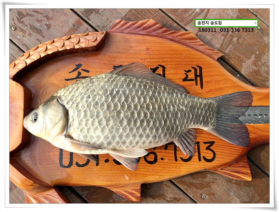 일기여건이 관건송전지 송도집 좌대 조황 (유료터정보 - 유료터점주조황)