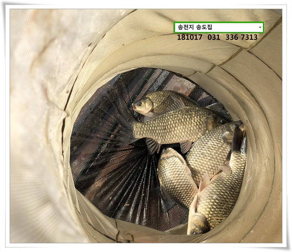 깊은 가을 높은 찌올림 (유료터정보 - 유료터점주조황)