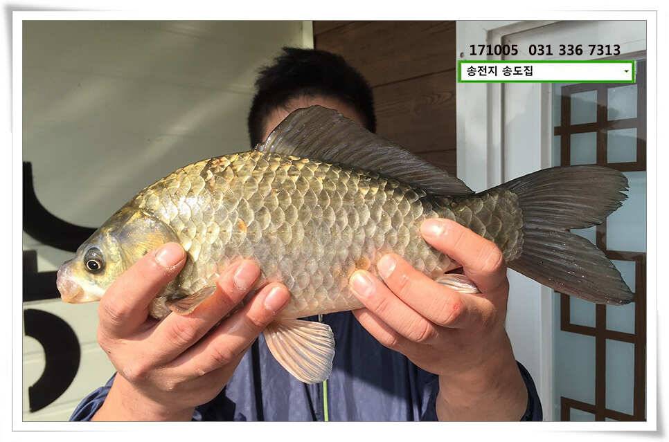 송전지 송도좌대 조황 (유료터정보 - 유료터점주조황)