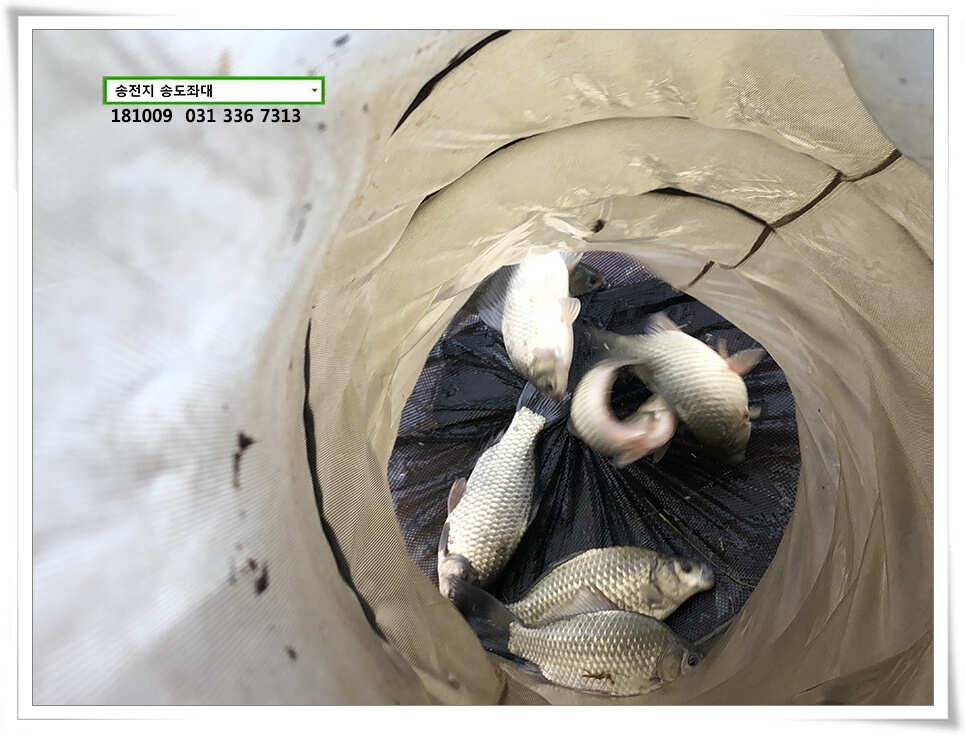 이어진 오름장 (유료터정보 - 유료터점주조황)