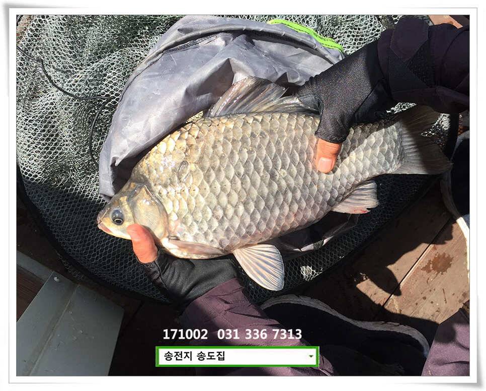 혹부리 4짜 대물시리즈송도좌대 조황 (유료터정보 - 유료터점주조황)