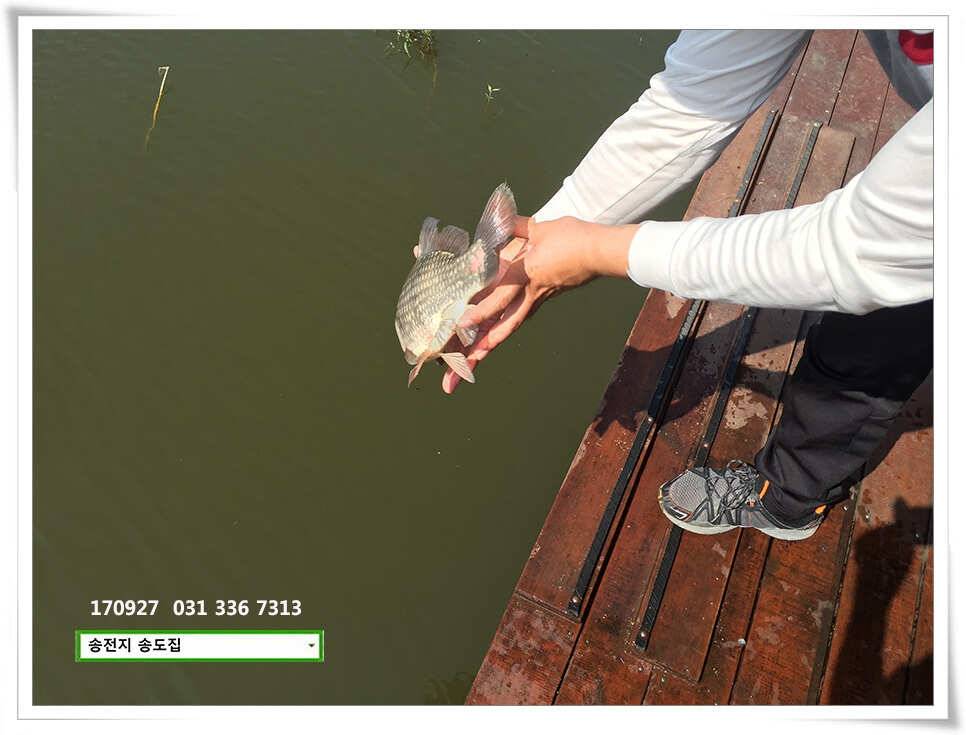 가을路 가을路송전지 송도집 좌대 조황 (유료터정보 - 유료터점주조황)
