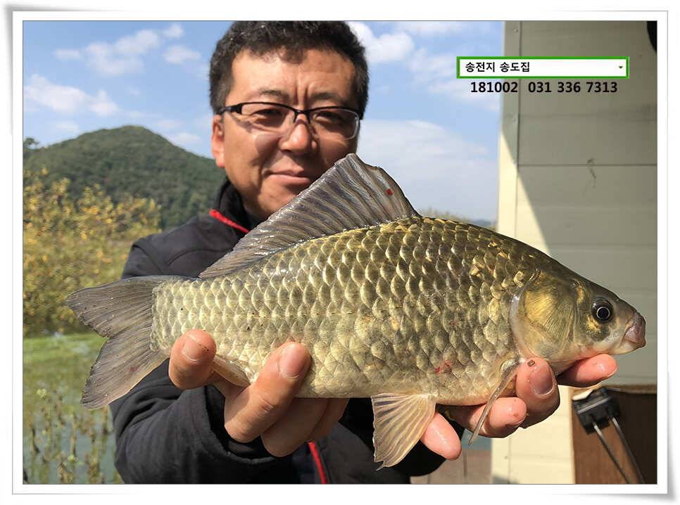 가을빛 붕어 (유료터정보 - 유료터점주조황)