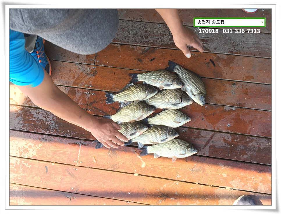 용인 송전낚시터 송도집 조황 (유료터정보 - 유료터점주조황)