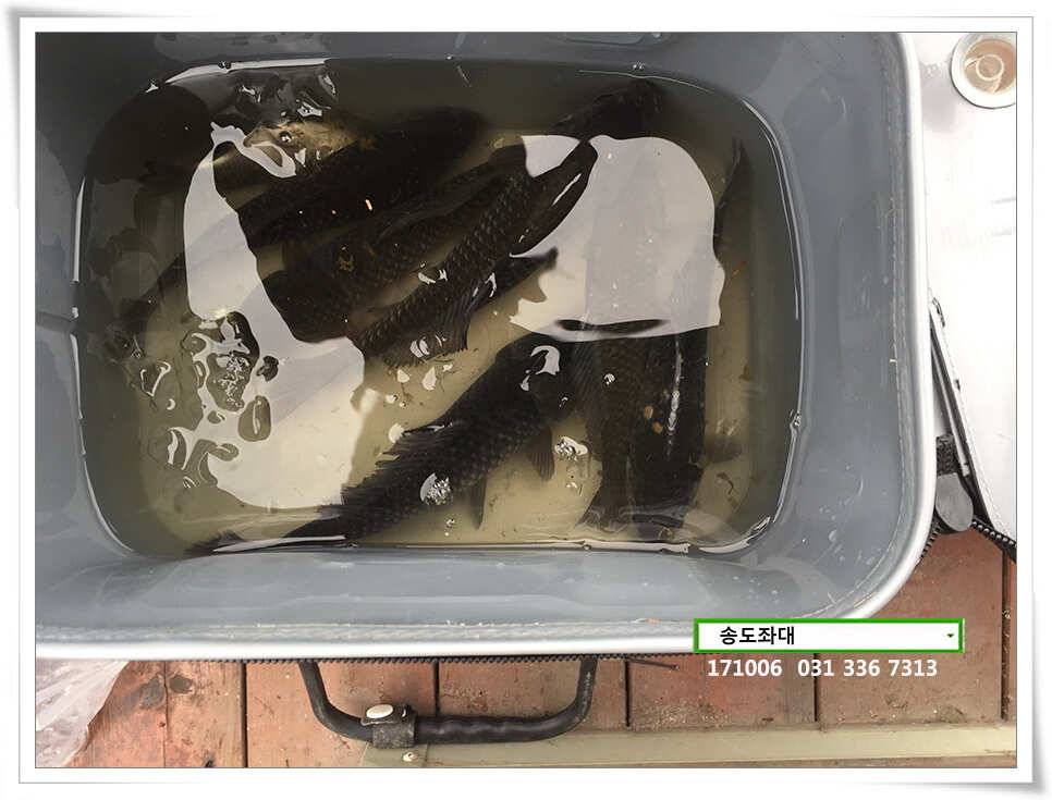 송전지 송도좌대 조황 (유료터정보 - 유료터점주조황)