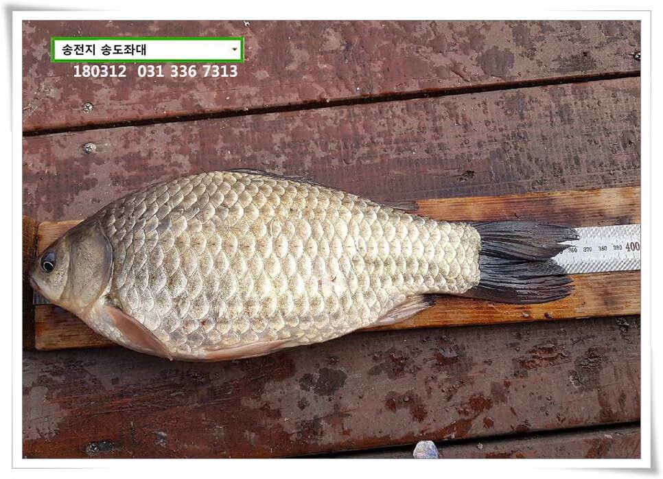 일기여건이 관건송전지 송도집 좌대 조황 (유료터정보 - 유료터점주조황)