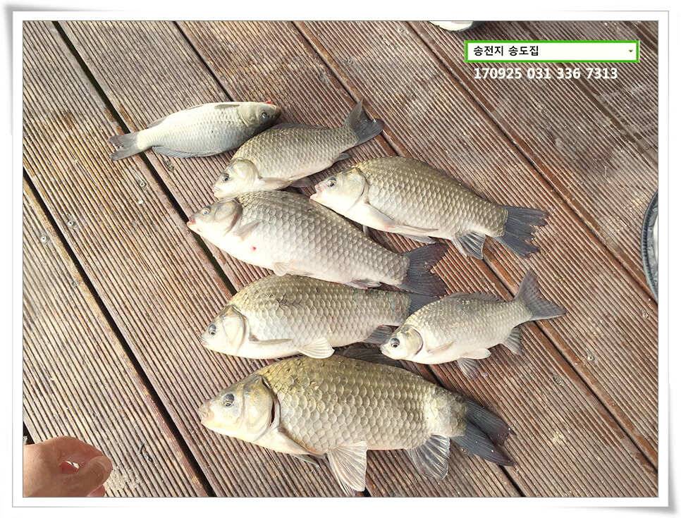 송전지 송도집 좌대 조황 (유료터정보 - 유료터점주조황)