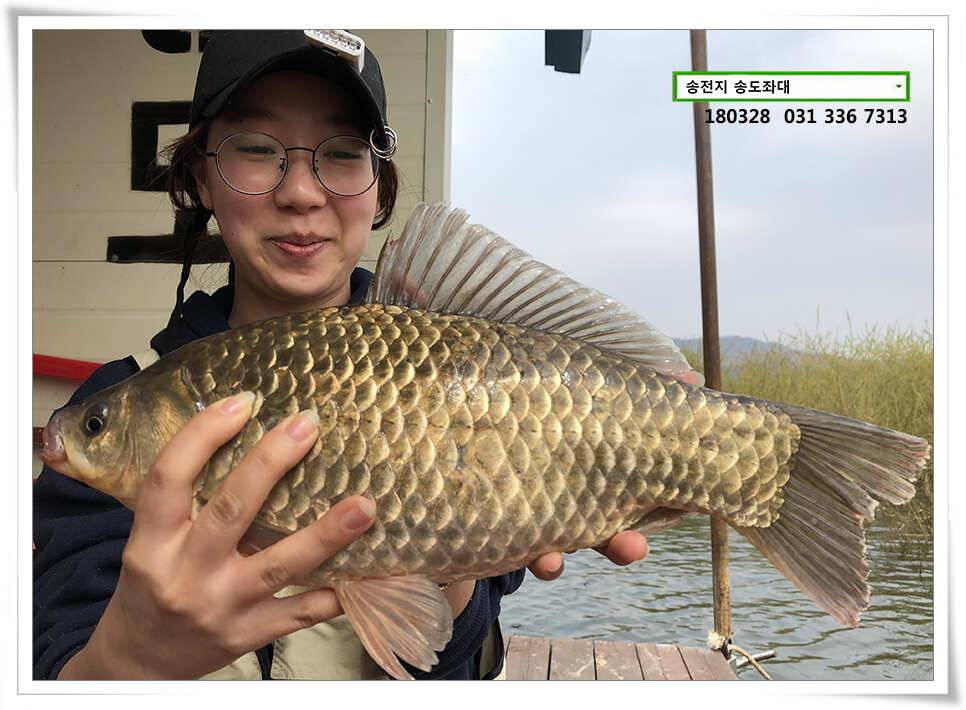 꽃피는 봄이 오면 송전지 송도집 조황 (유료터정보 - 유료터점주조황)