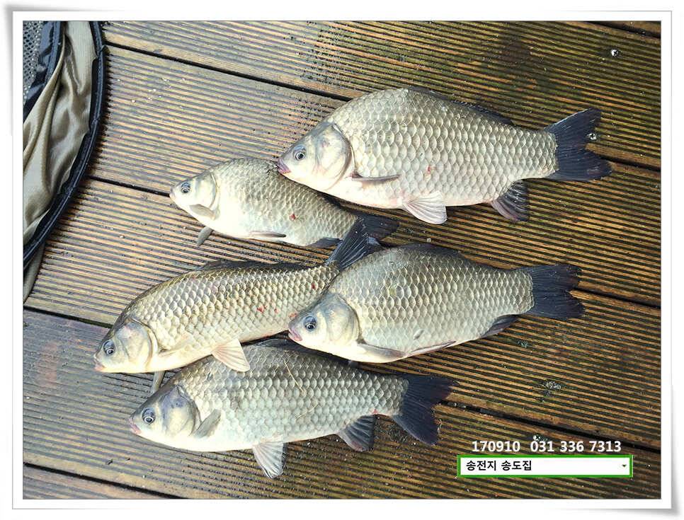 용인 송전지 송도집 좌대 조황 (유료터정보 - 유료터점주조황)