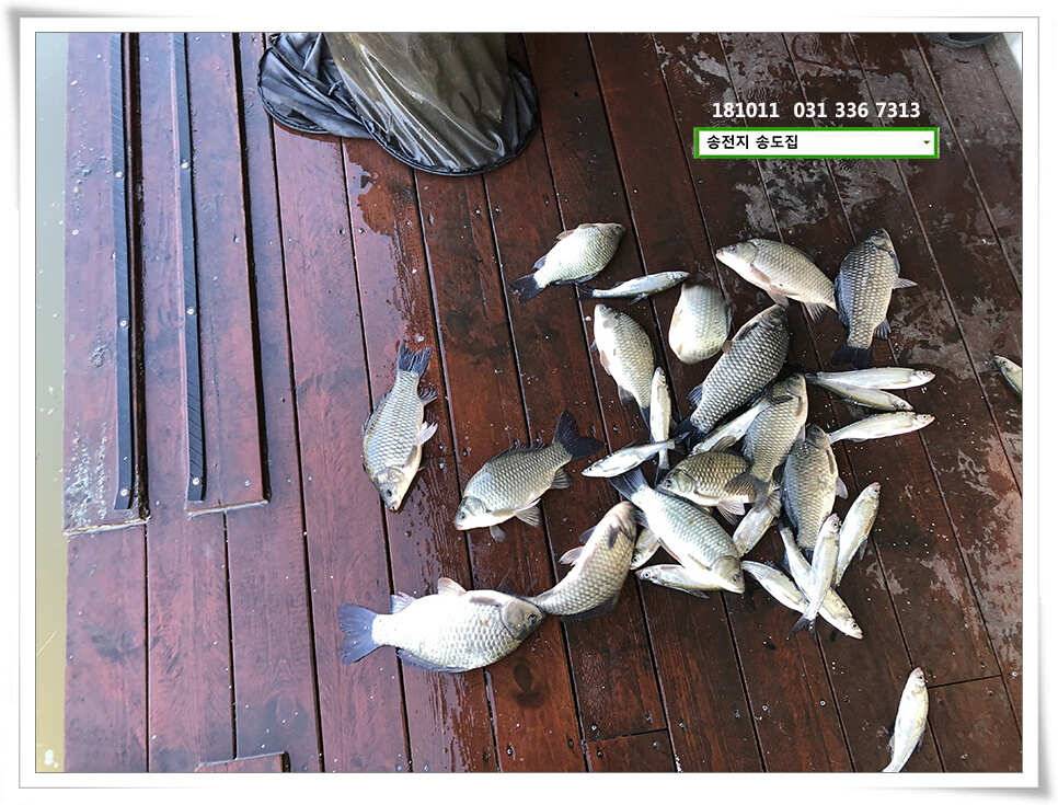 fish_pay_4891e_102024_31410.jpg