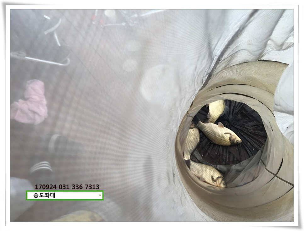 송전지 송도집 좌대 조황 (유료터정보 - 유료터점주조황)