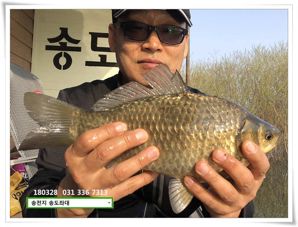꽃피는 봄이 오면 송전지 송도집 조황 (유료터정보 - 유료터점주조황)
