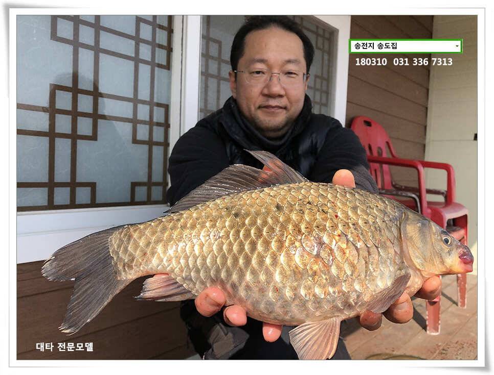 된서리에도 대물송전지 송도집 좌대 조황 (유료터정보 - 유료터점주조황)