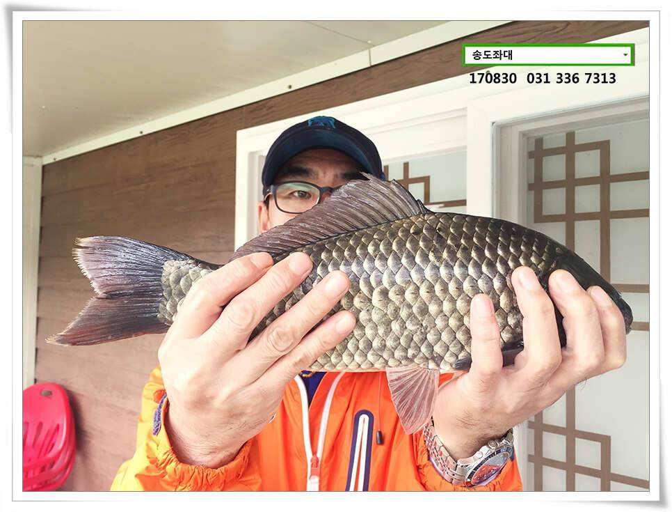 용인송전지 송도좌대 조황 (유료터정보 - 유료터점주조황)