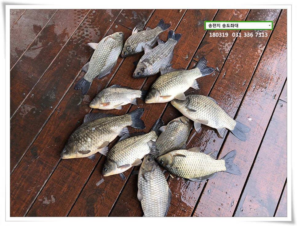끄물끄물함에 대물 송전지 송도집 조황 (유료터정보 - 유료터점주조황)