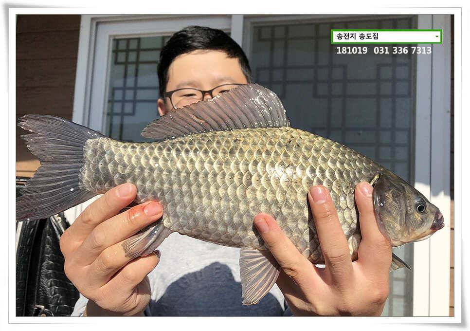 이어진 허리급 송전지 송도좌대 조황 (유료터정보 - 유료터점주조황)