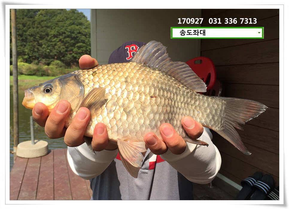 가을路 가을路송전지 송도집 좌대 조황 (유료터정보 - 유료터점주조황)