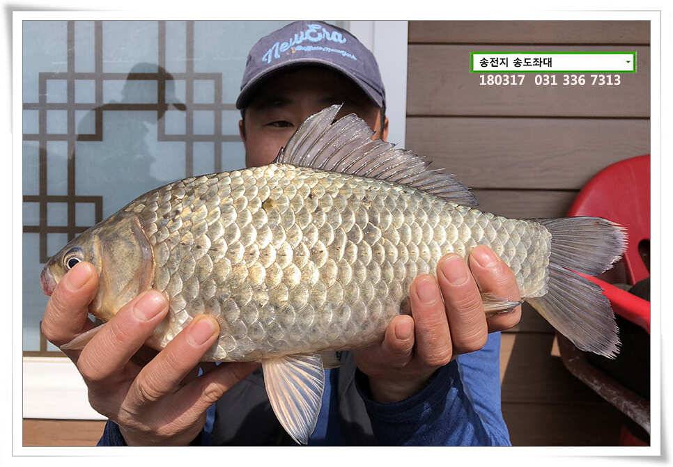 송전지 송전낚시터 송도집 좌대 조황 (유료터정보 - 유료터점주조황)