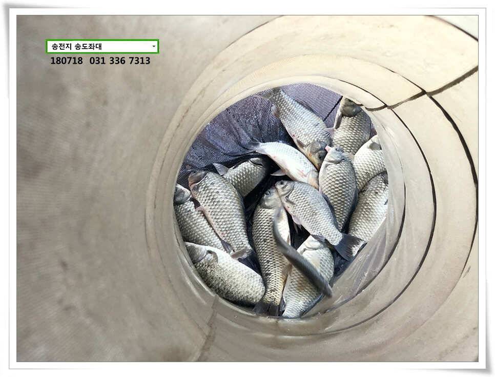 배수에도 꾸준한 조황 (유료터정보 - 유료터점주조황)