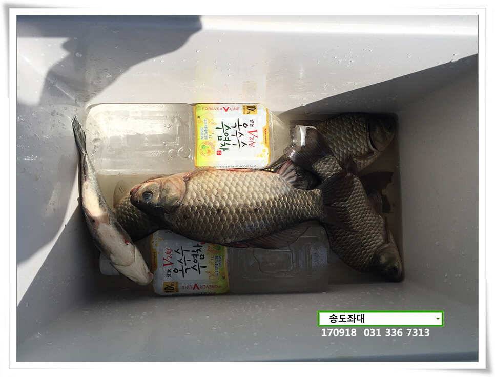 용인 송전낚시터 송도집 조황 (유료터정보 - 유료터점주조황)