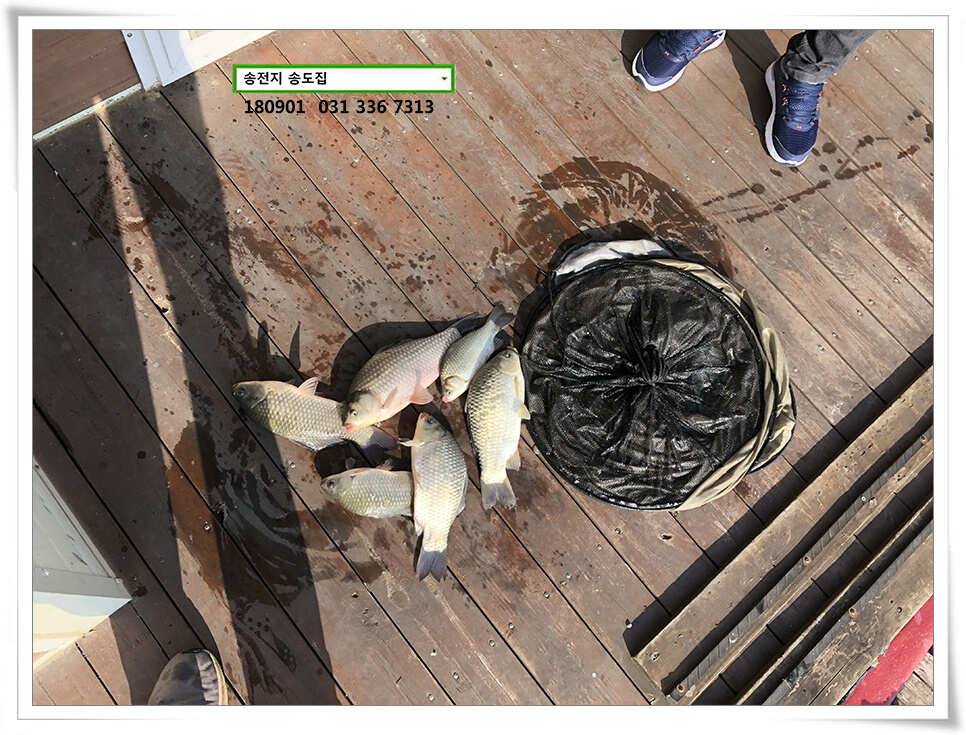 되찾은 수위 후 송도좌대 조황 (유료터정보 - 유료터점주조황)