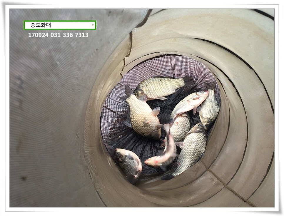 송전지 송도집 좌대 조황 (유료터정보 - 유료터점주조황)