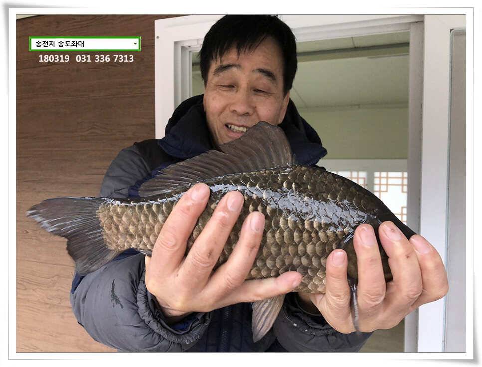 끄물끄물함에 대물 송전지 송도집 조황 (유료터정보 - 유료터점주조황)