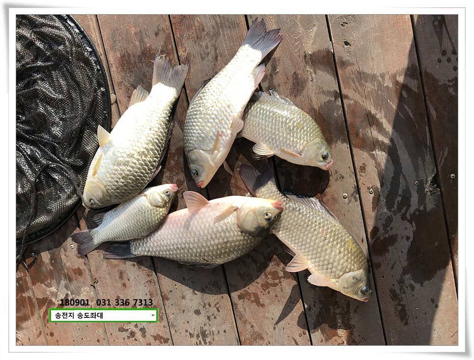 되찾은 수위 후 송도좌대 조황 (유료터정보 - 유료터점주조황)