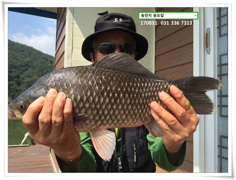 415cm 송전지 송도집 좌대 조황 (유료터정보 - 유료터점주조황)