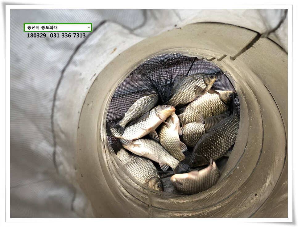 스타워즈 송전지 송도집 좌대 조황 (유료터정보 - 유료터점주조황)
