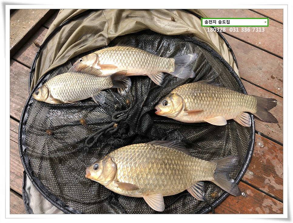 꽃피는 봄이 오면 송전지 송도집 조황 (유료터정보 - 유료터점주조황)