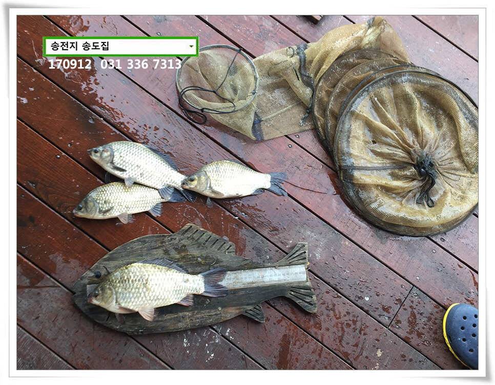 초가을에송전낚시터 송도좌대 조황 (유료터정보 - 유료터점주조황)