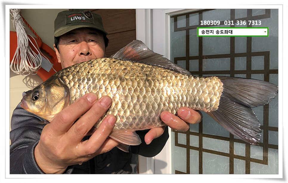 체고 더해지는송전지 송도집 조황 (유료터정보 - 유료터점주조황)