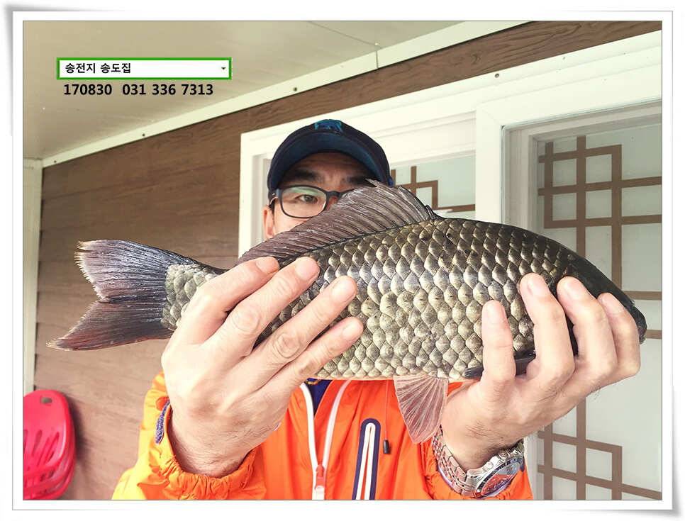 용인송전지 송도좌대 조황 (유료터정보 - 유료터점주조황)