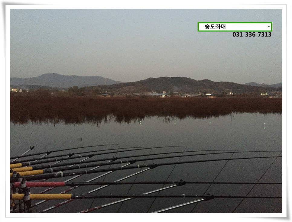송전지 송도 좌대 조황 (유료터정보 - 유료터점주조황)