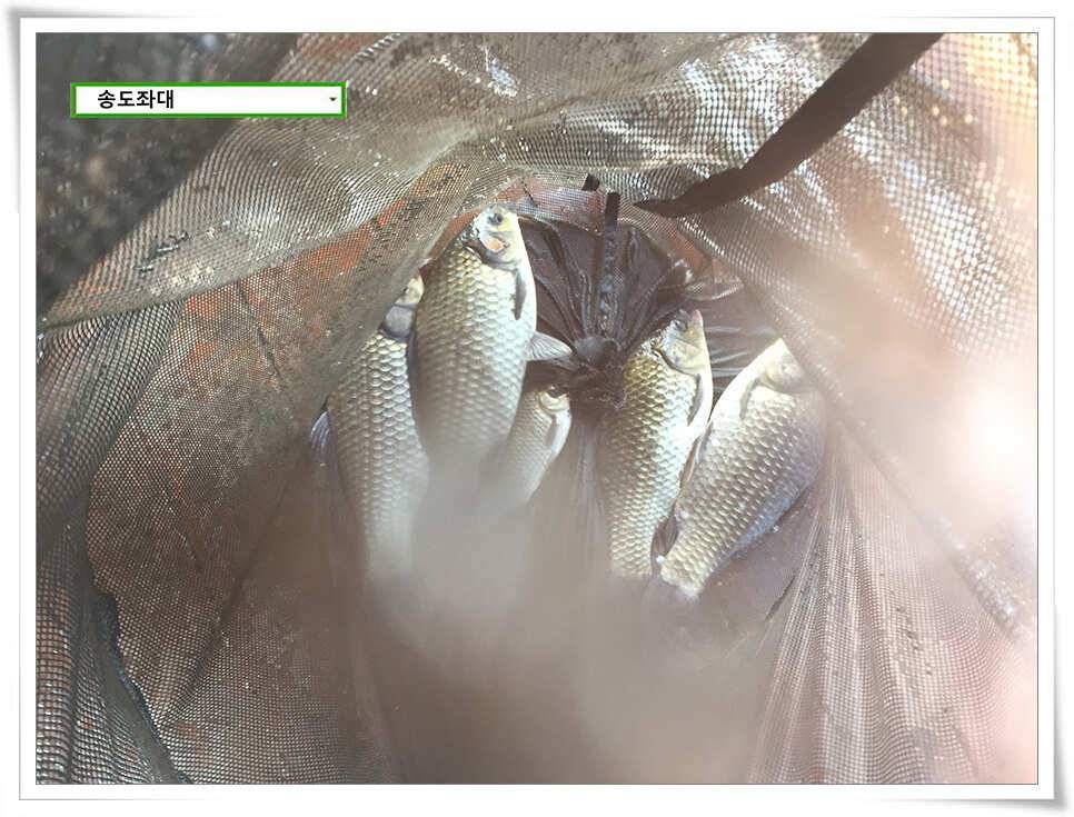 겨울 전 가을녘송도좌대 조황 (유료터정보 - 유료터점주조황)